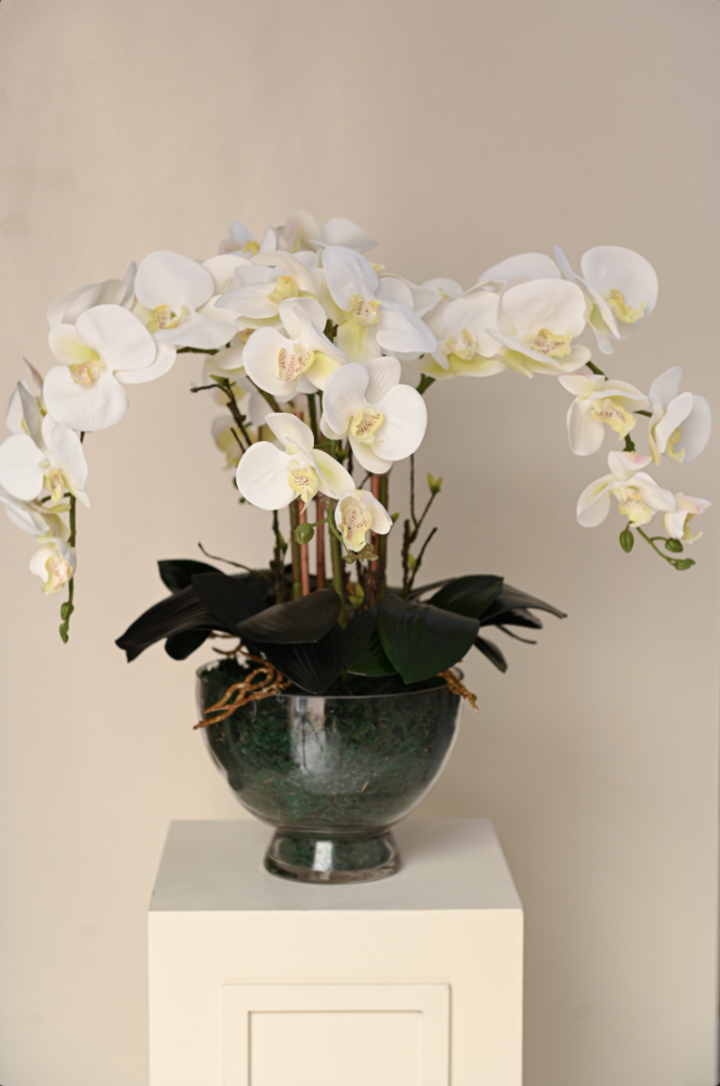 Orchid with four branches