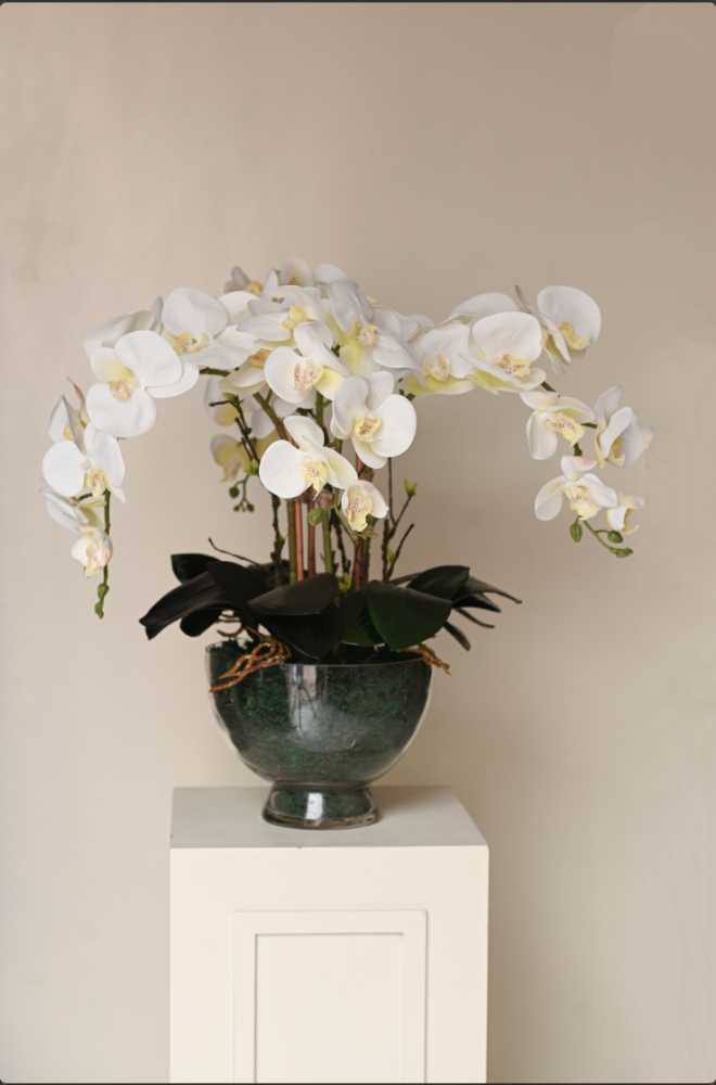 Orchid with four branches
