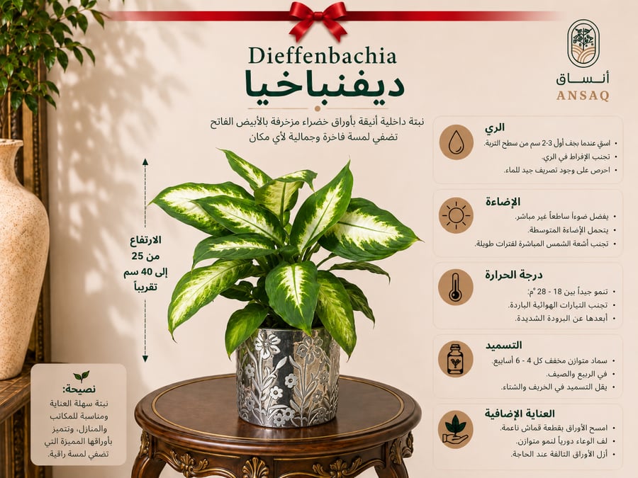 نبتة ديفنباخيا مع مركن رمادي انيق