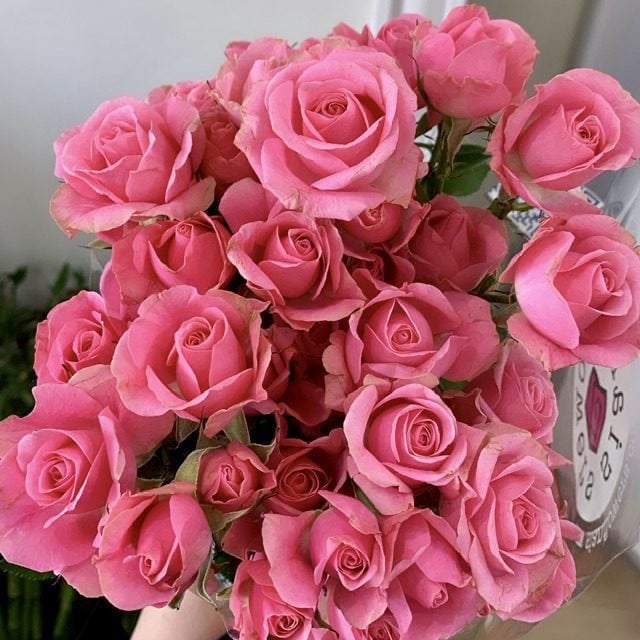 Baby Gouri Pink - EILEEN