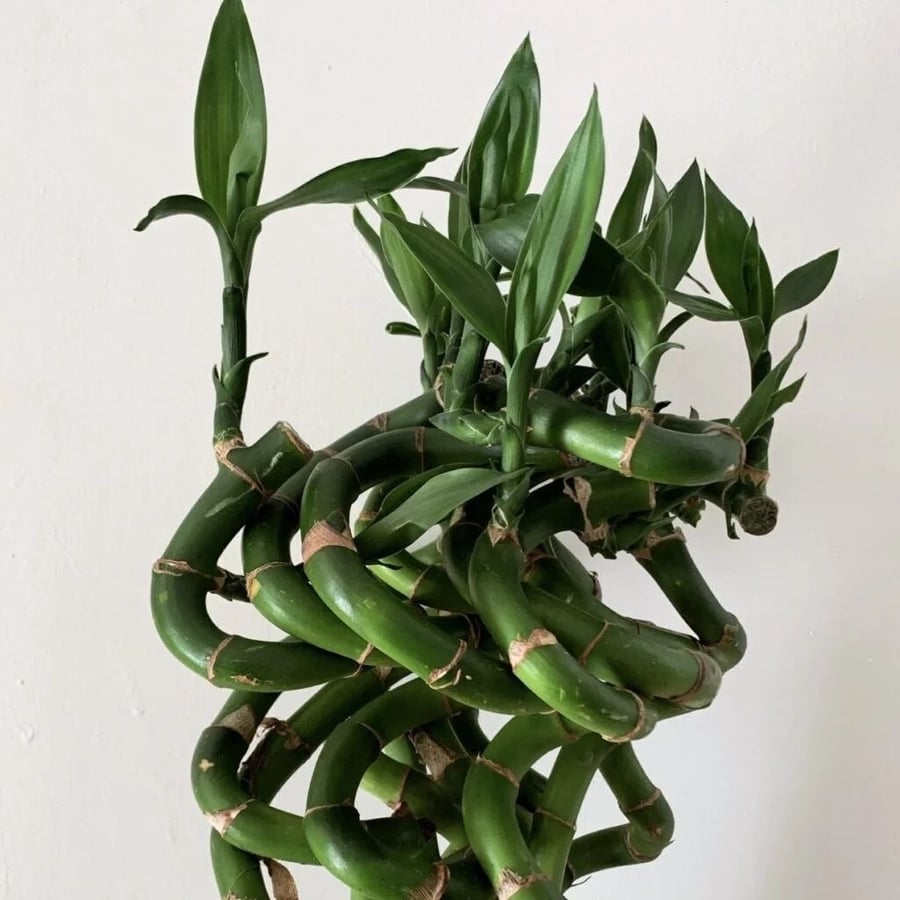 Bamboo- 120.CM