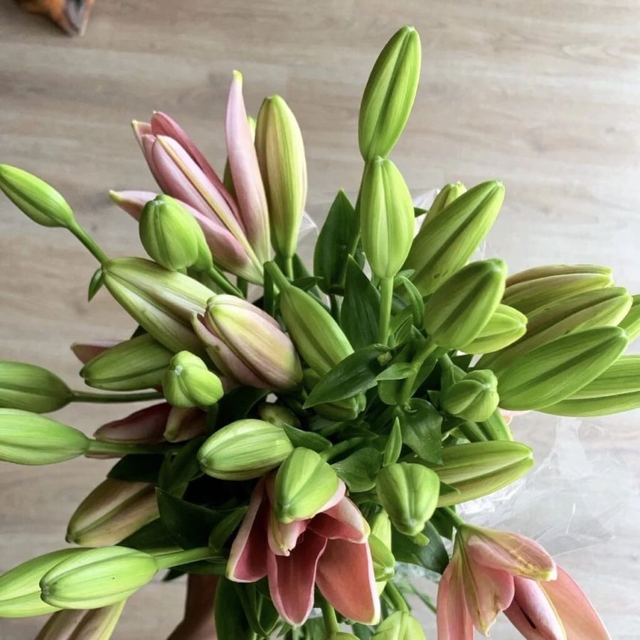 Lily pink