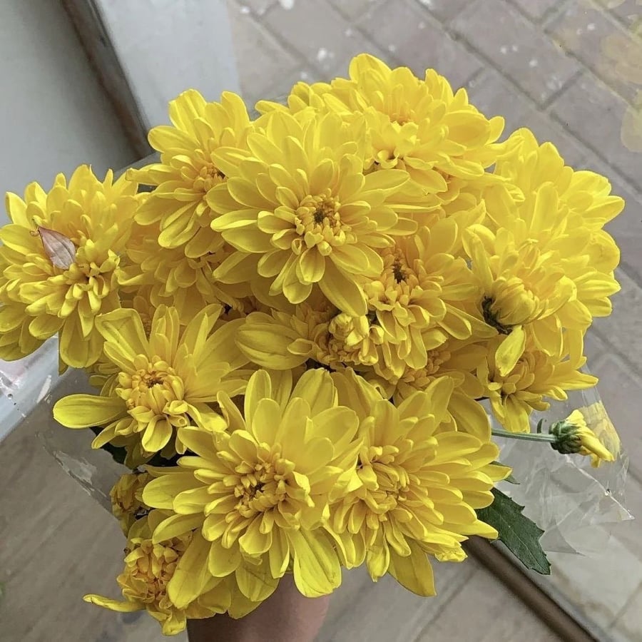 كريز اصفر