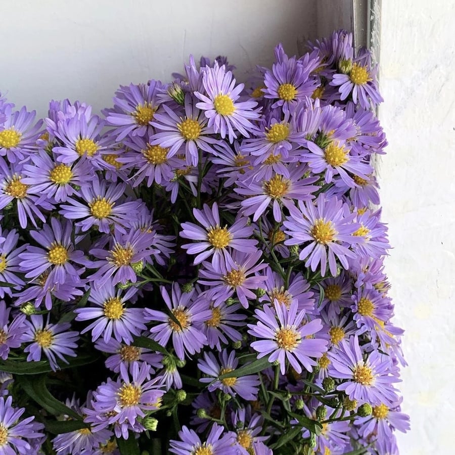آستر - Aster