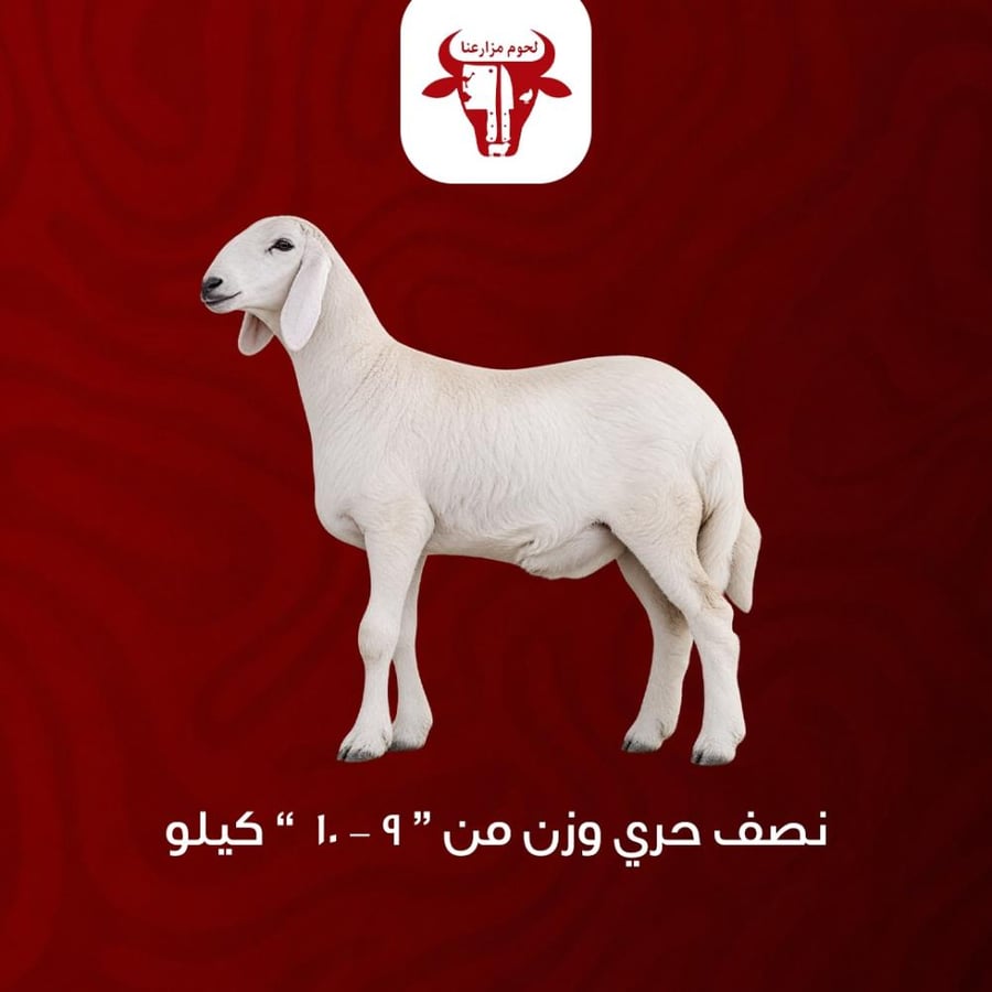 نصف حري وزن (9-10) كيلو