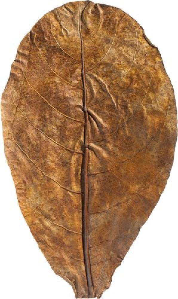 أوراق اللوز الهندي المجففة (Catappa Leaves) لأحواض الأسماك