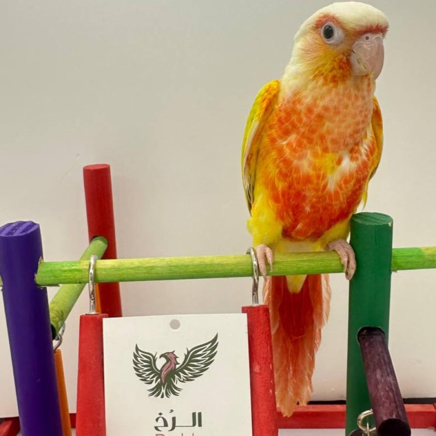 كنيور اليف سن شيك — Suncheek Conure