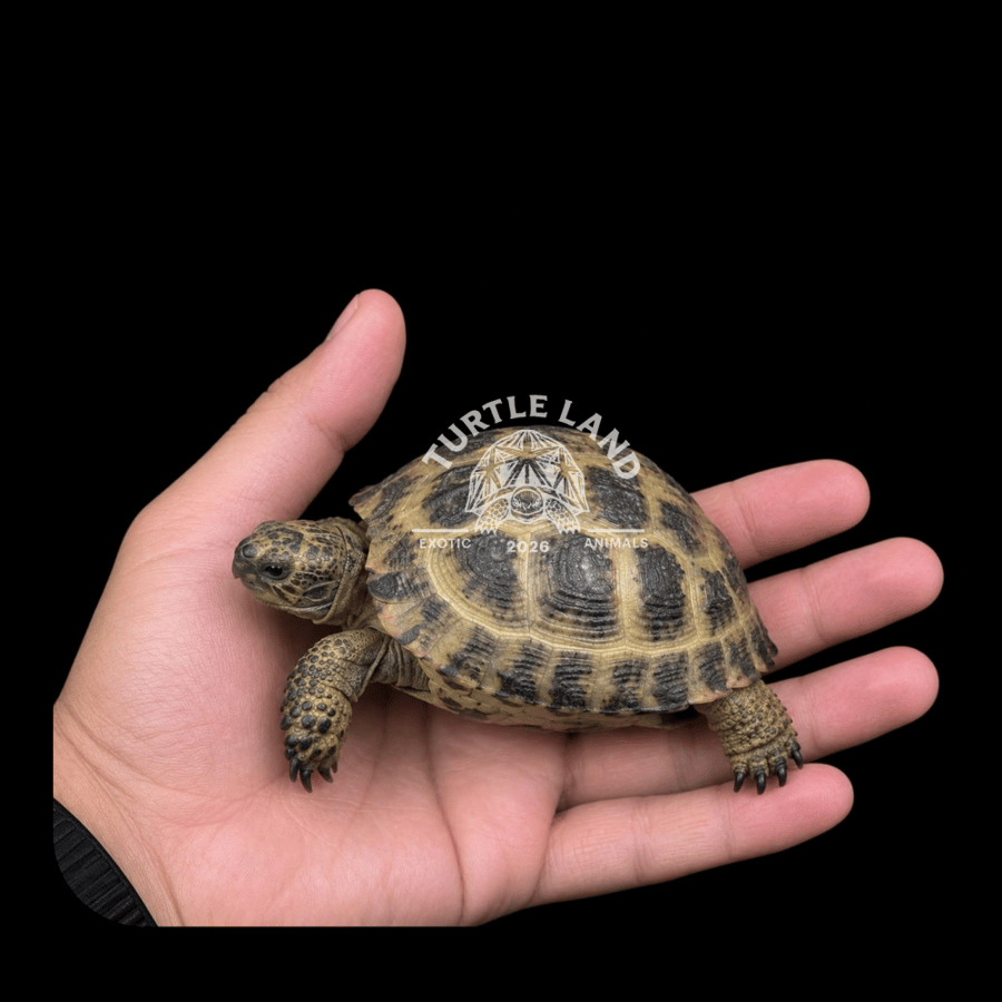 السلحفاة الروسية | Russian Tortoise