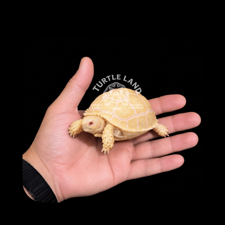 سلحفاة سولكاتا الألبينو | Albino Sulcata Tortoise