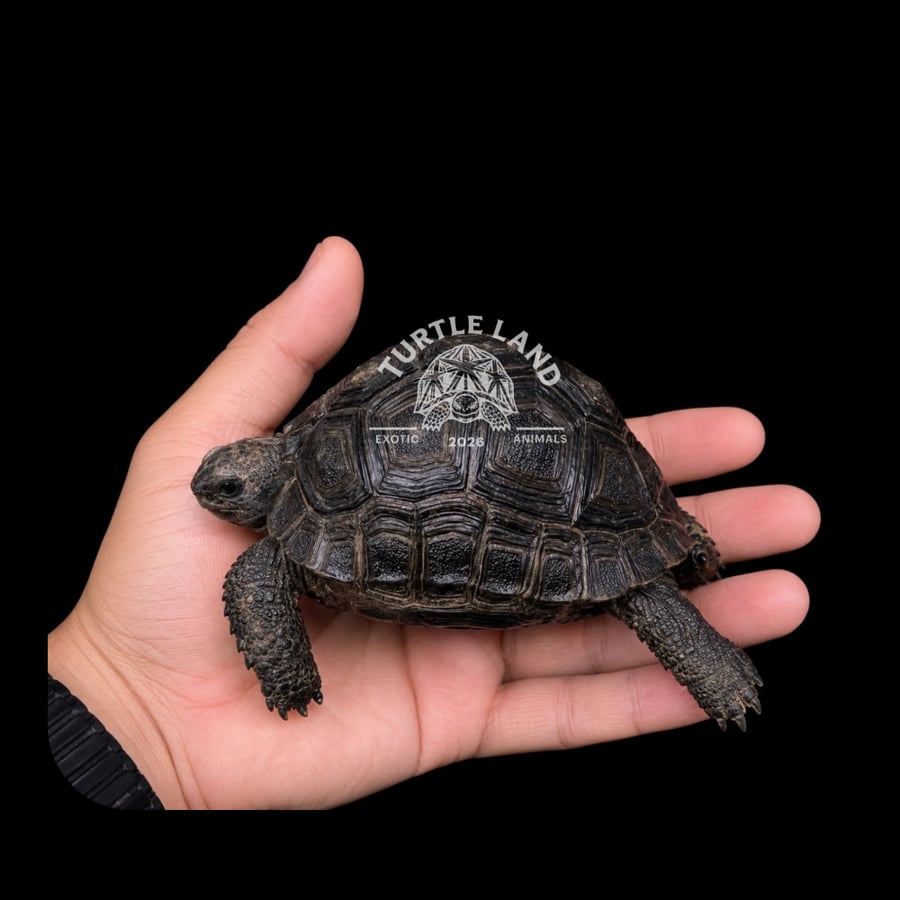 سلحفاة الألدابرا العملاقة | Aldabra Giant Tortoise