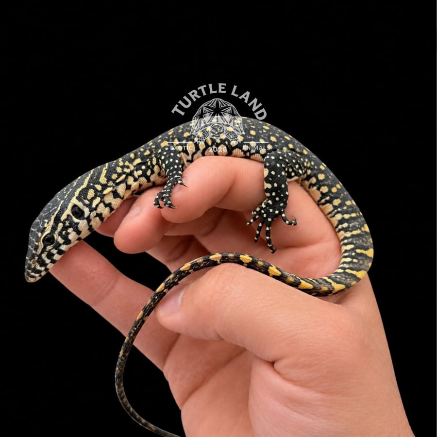 فرخ ورل نيلي (Nile Monitor)