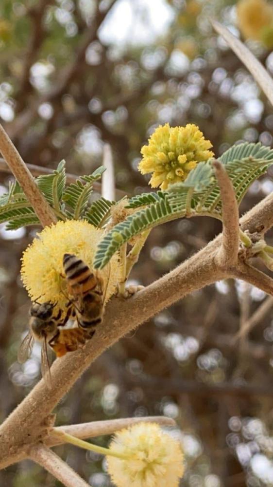 عسل الطلح الاصلي الطبيعي البلدي العضوي  النقي من مناحل المقبل