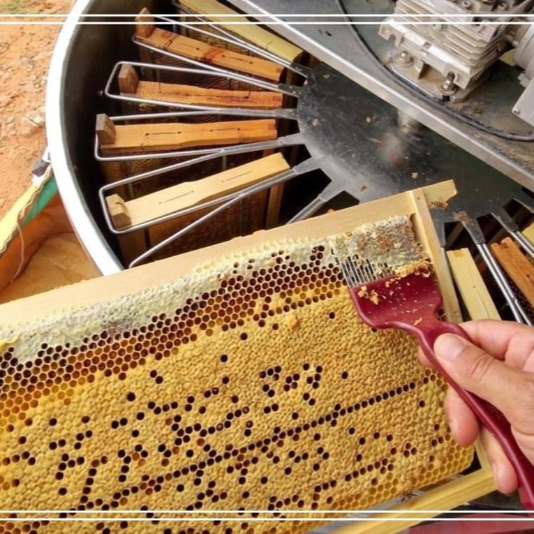 عسل زهرة الربله مع الشفلح والربيع
