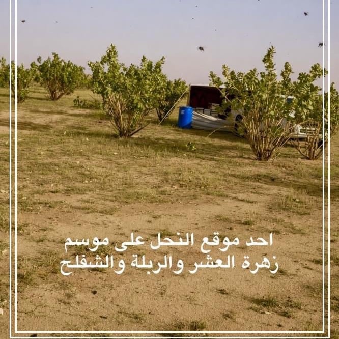 عسل زهرة الربله مع الشفلح والربيع