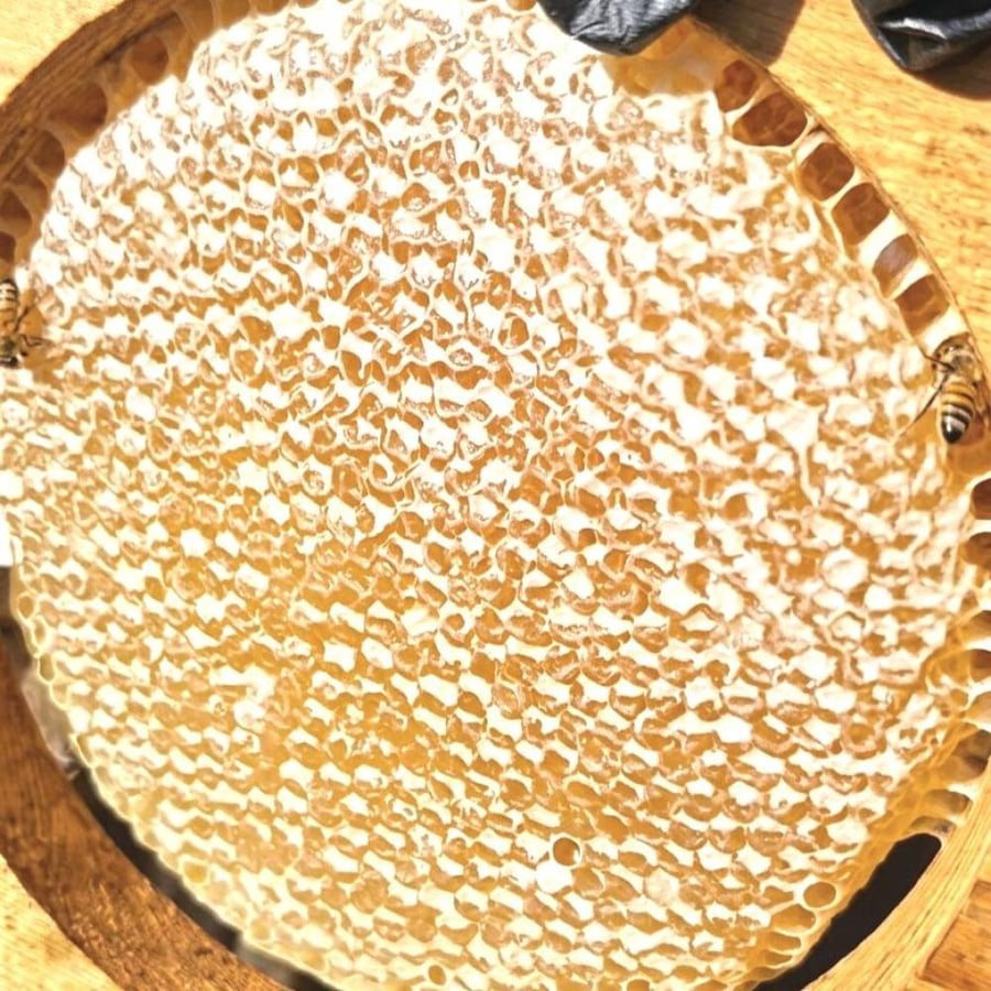 افضل عسل شمع اثل فاخر من النحلة الى الفم ... من مناحل المقبل