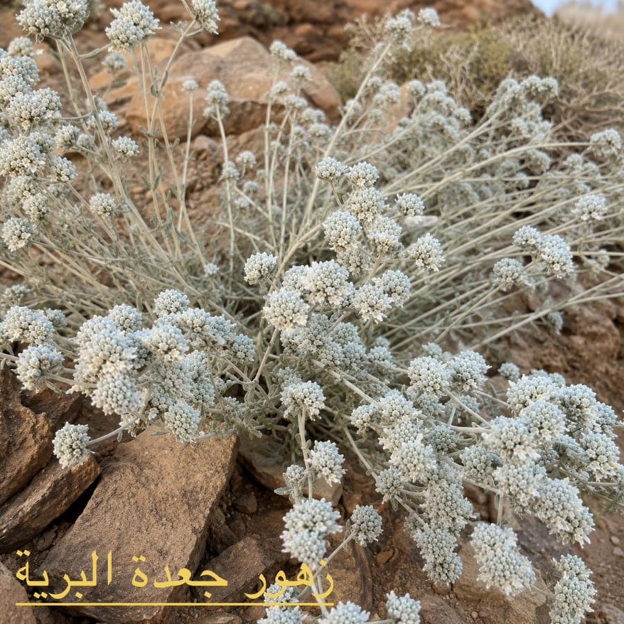 زهور اشجار الجعدة البرية لانتاج اندر الاعسال البرية مناحل المقبل