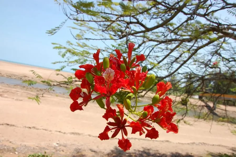 بونسيانا صورة نباتية مرجعية