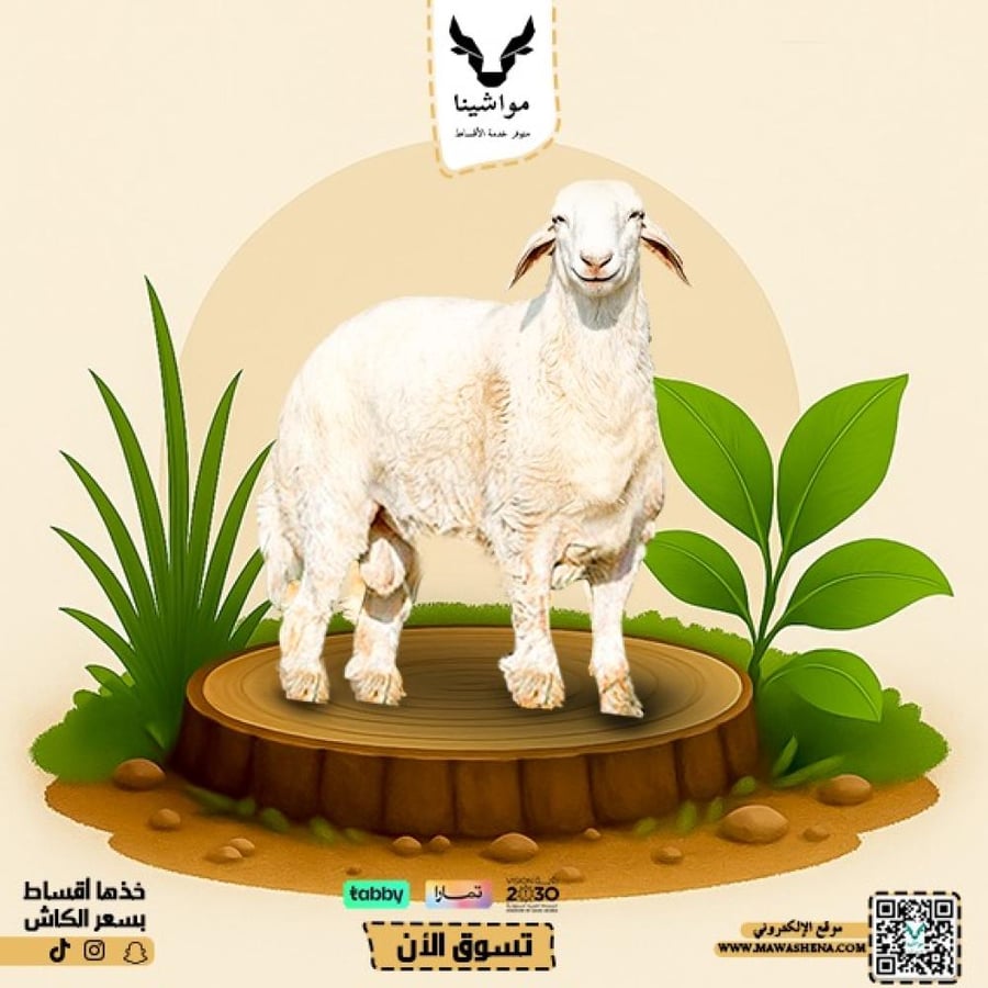 حري بلدي جذع وسط فاخر
