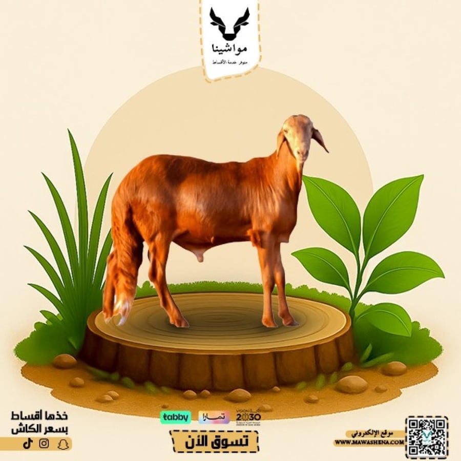 سواكني جذع كبير