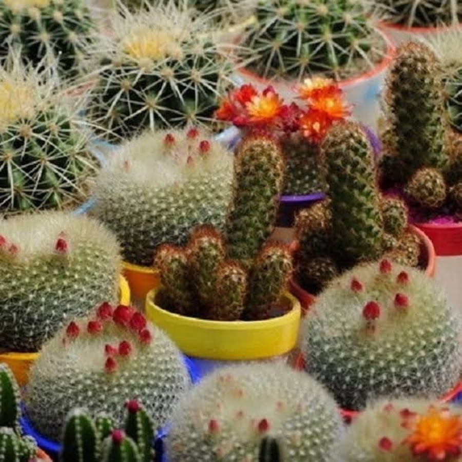 بذور زهرة الصبار ( مخلوط ) - ( cactaceae )
