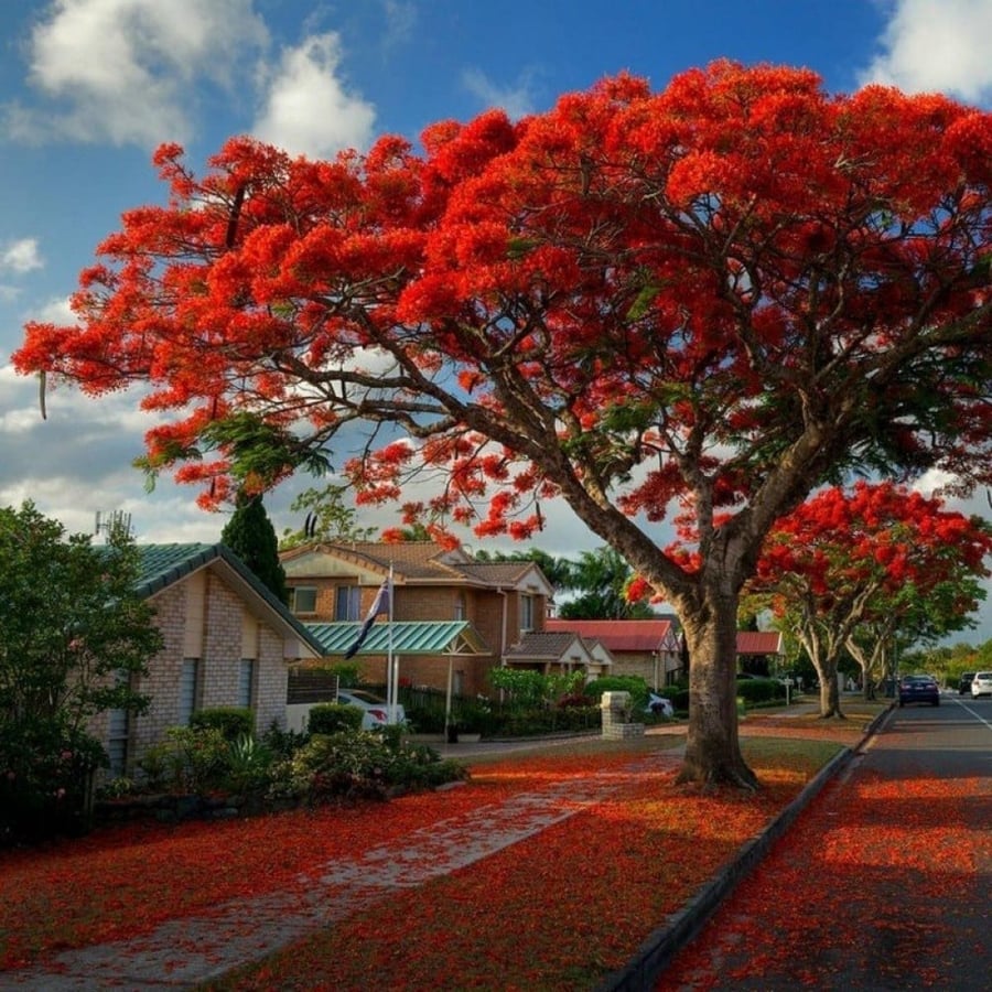 بذور البونسيانا‬ الحمراء ( Delonix regia )