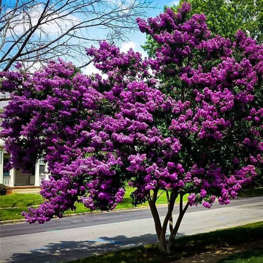 بذور  تمر حنا بنفسجي  ( Lagerstroemia indica )