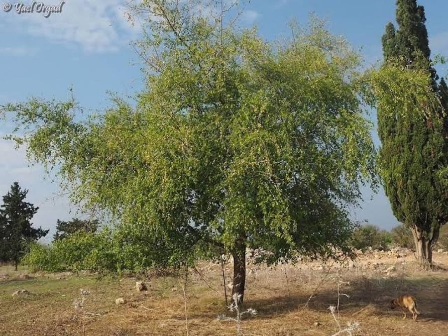 بذور شجرة السدر البلدي (  Ziziphus spina-christi )