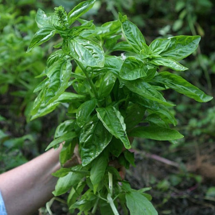 بذور الريحان ( Ocimum basilicum )