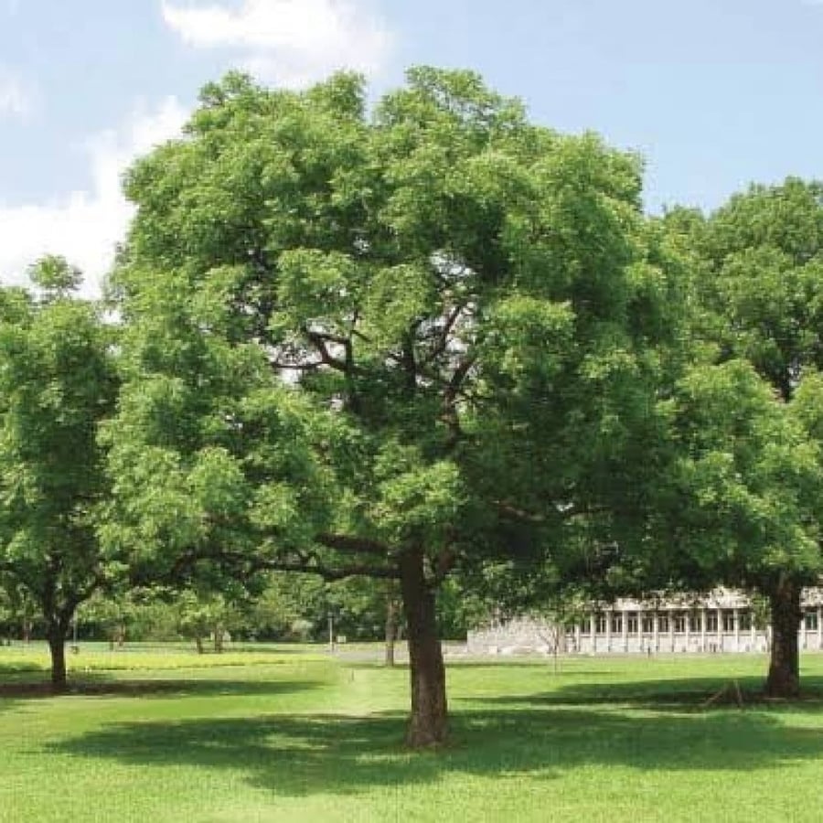 شجرة Azadirachta indica