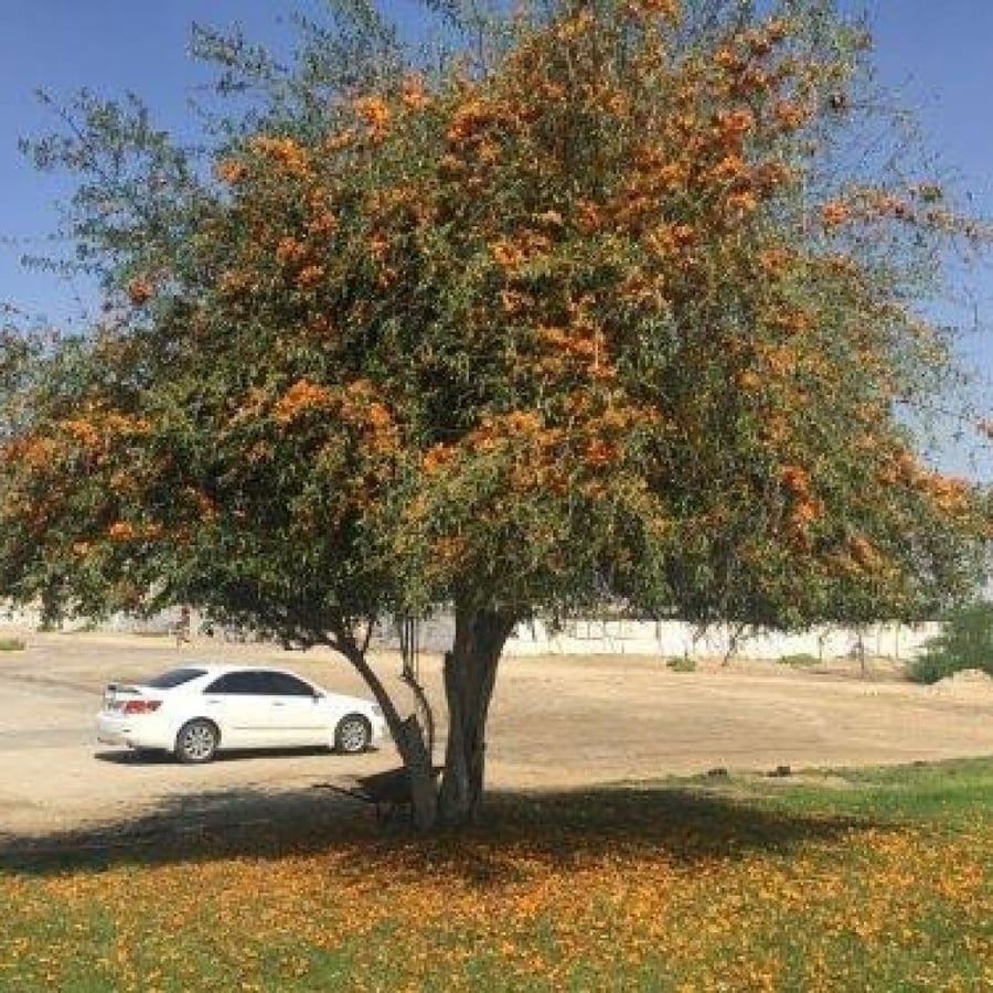شجرة الفرفارة