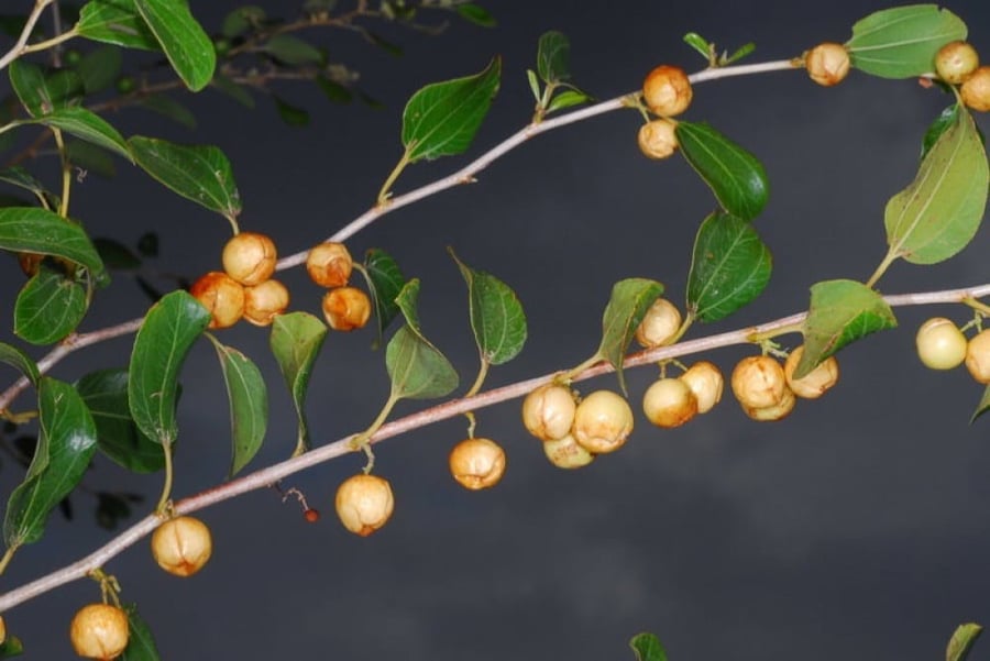 بذور شجرة السدر البلدي (  Ziziphus spina-christi )