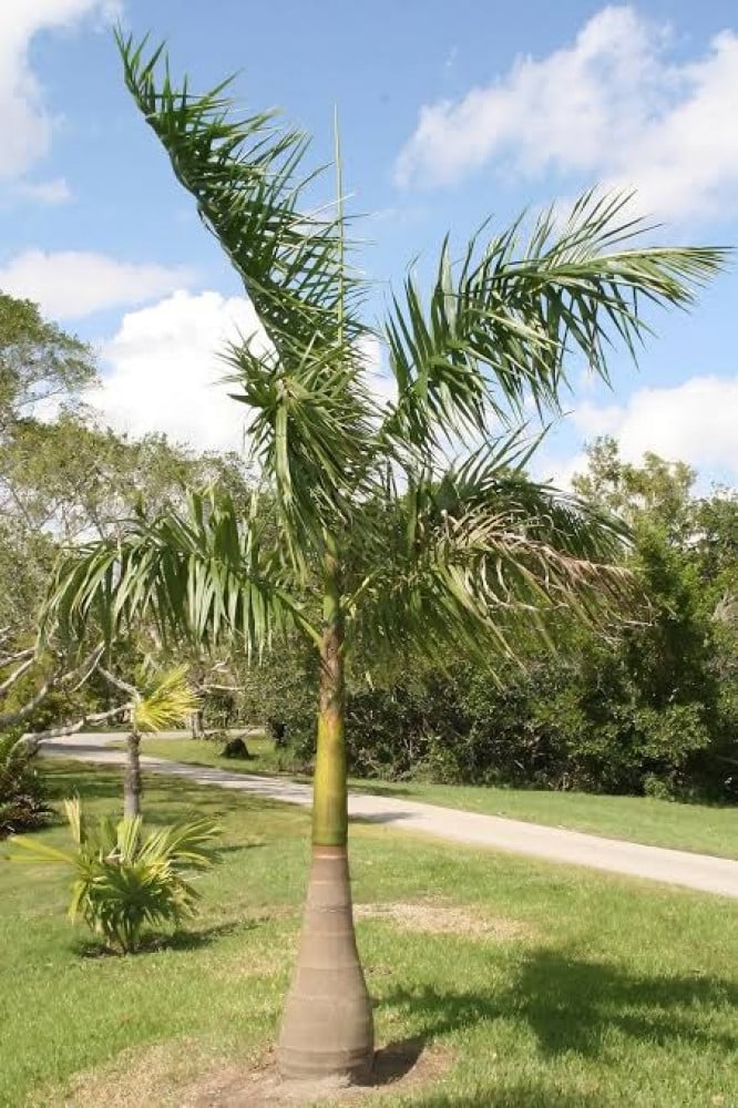 بذور نخيل ملوكي ( Roystonea regia )