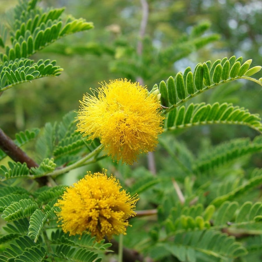 Acacia farnesiana seeds