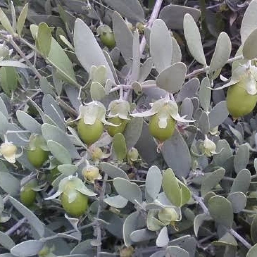 بذور ‫الجوجوبا‬ ( Simmondsia chinensis )