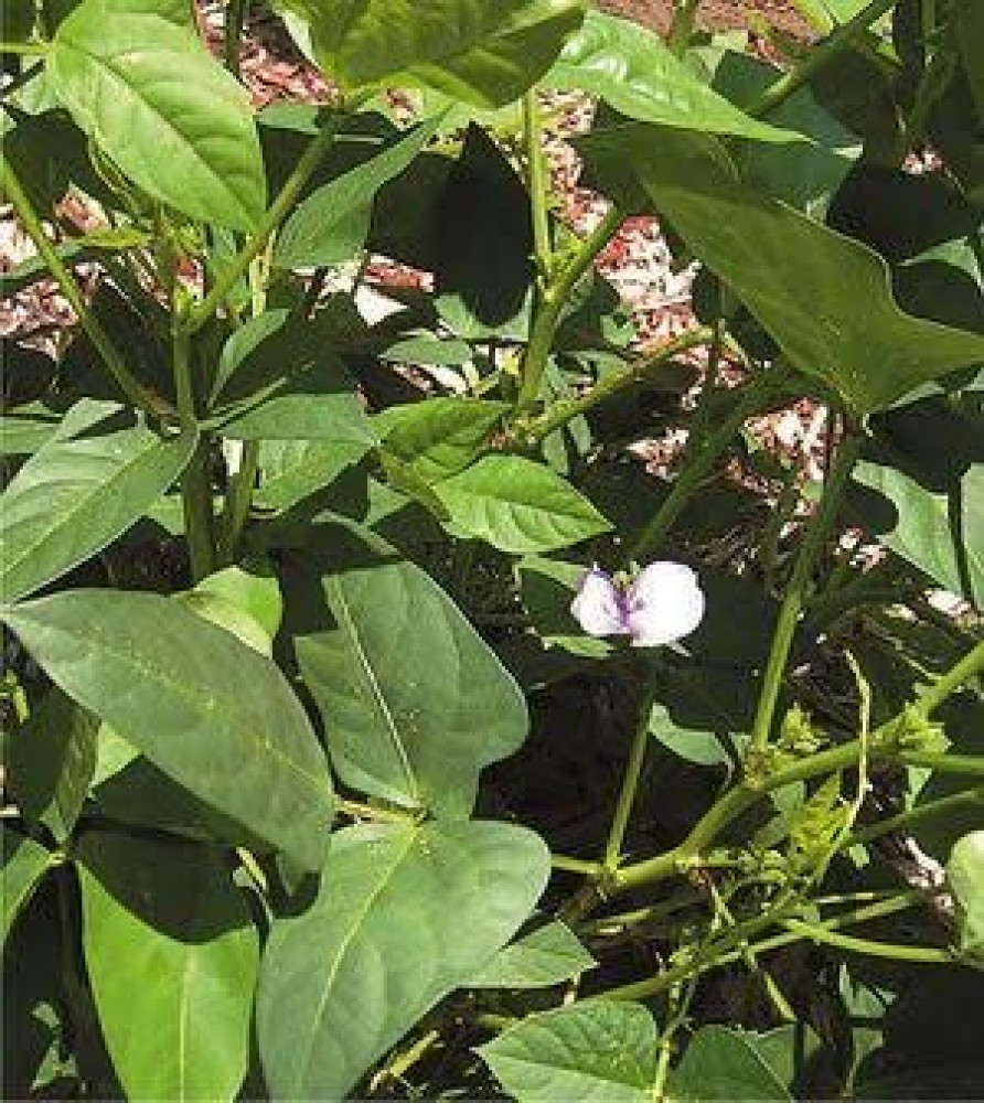 بذور لوبيا ( vigna )