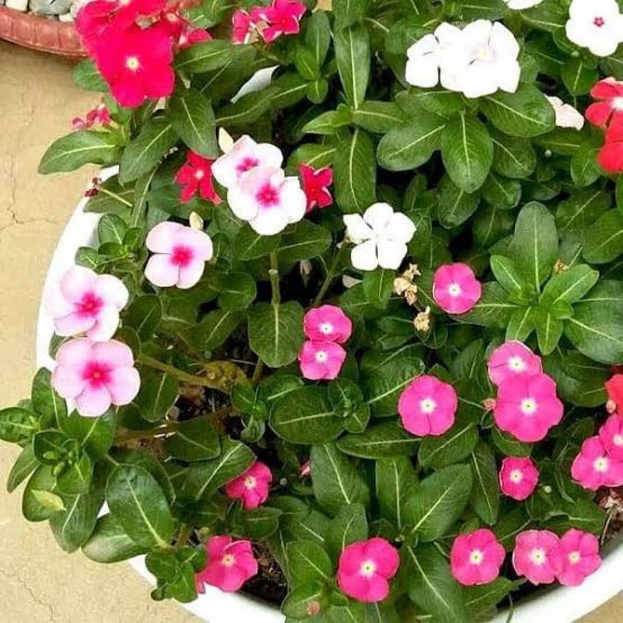 زهور البفته