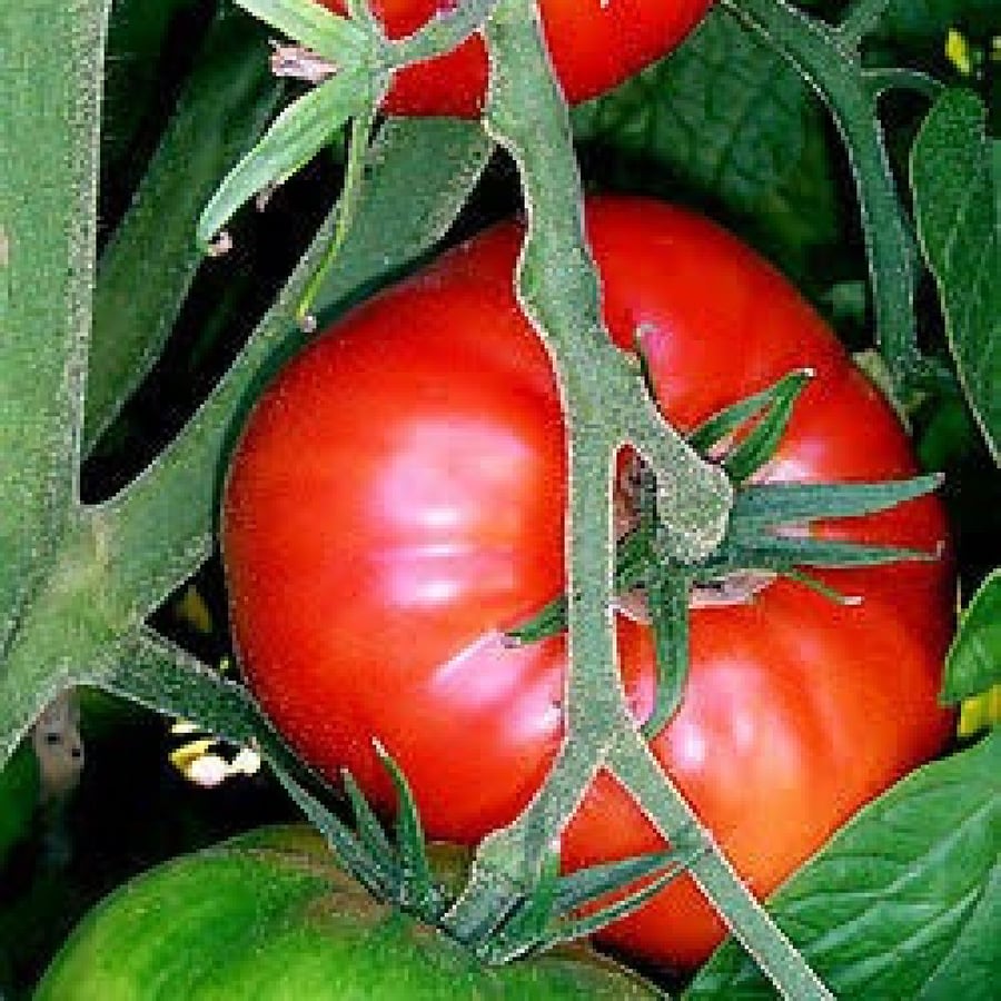 Solanum lycopersicum