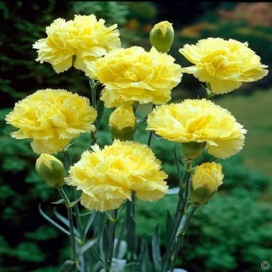 بذور القرنفل الأصفر ( Dianthus caryophyllus )