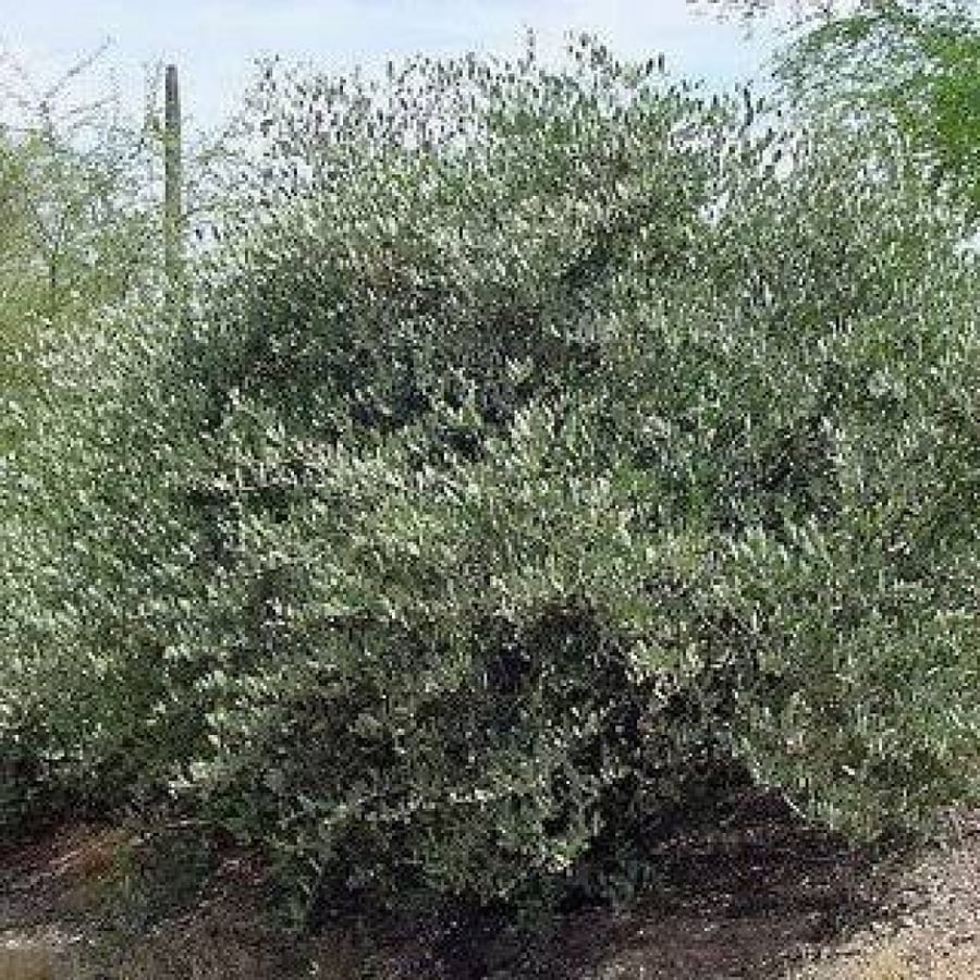 بذور ‫الجوجوبا‬ ( Simmondsia chinensis )