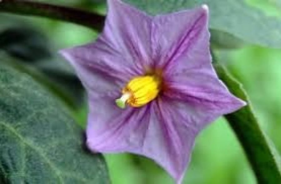 بذور الباذنجان (Solanum melongena)