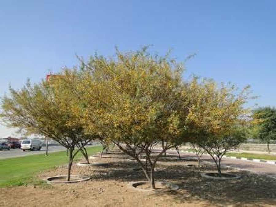 Acacia farnesiana seeds
