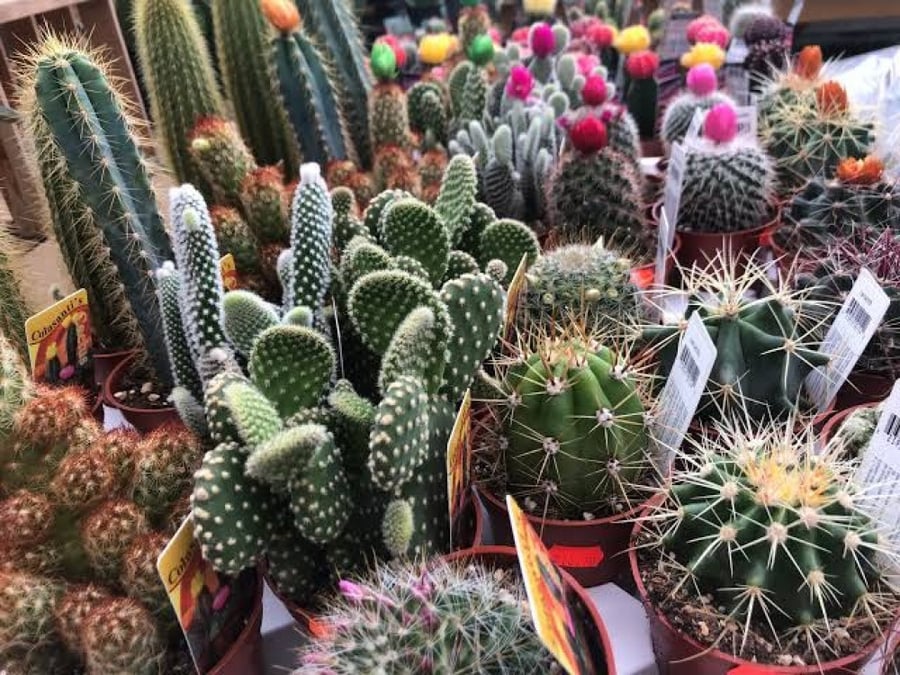 بذور زهرة الصبار ( مخلوط ) - ( cactaceae )