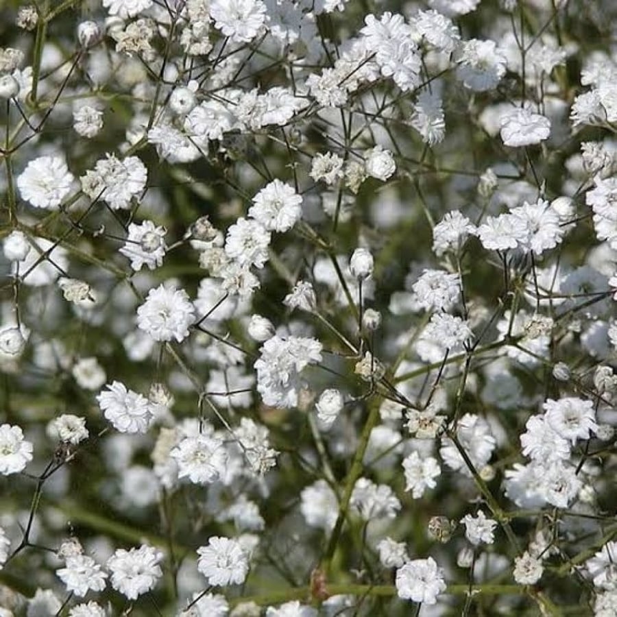 بذور زهرة الجيبسوفيلا ( Gypsophila )