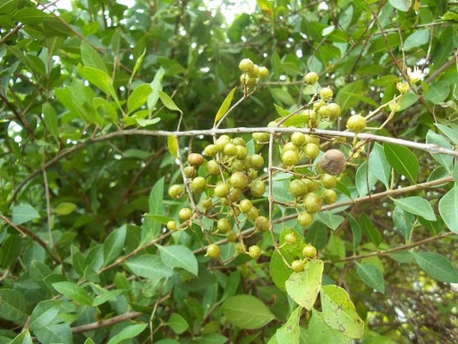 Seeds of the local henna tree