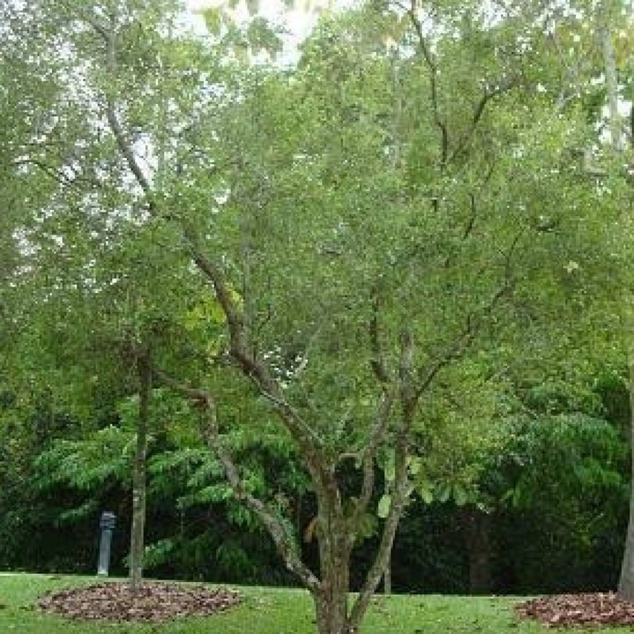 Seeds of the local henna tree