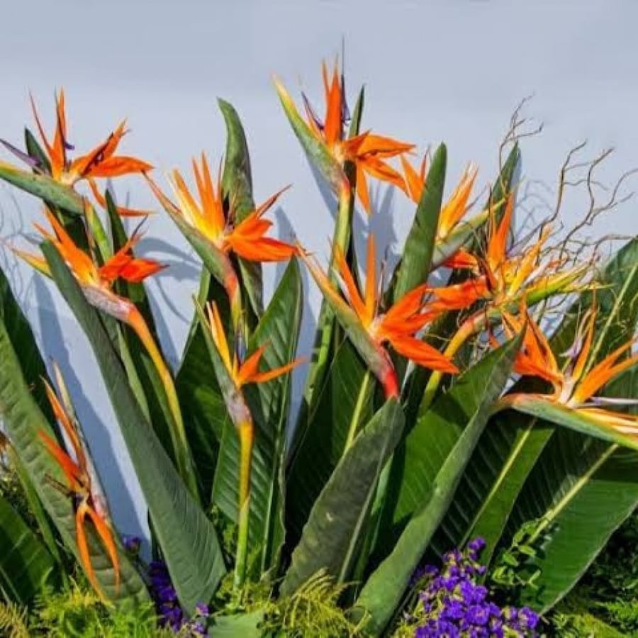 Royal Bird of Paradise Seeds (Strelitzia reginae)