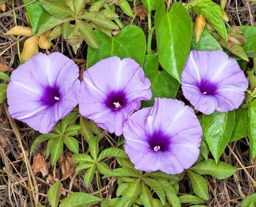 بذور زهرة مجد الصباح المتسلقة ( Ipomoea )