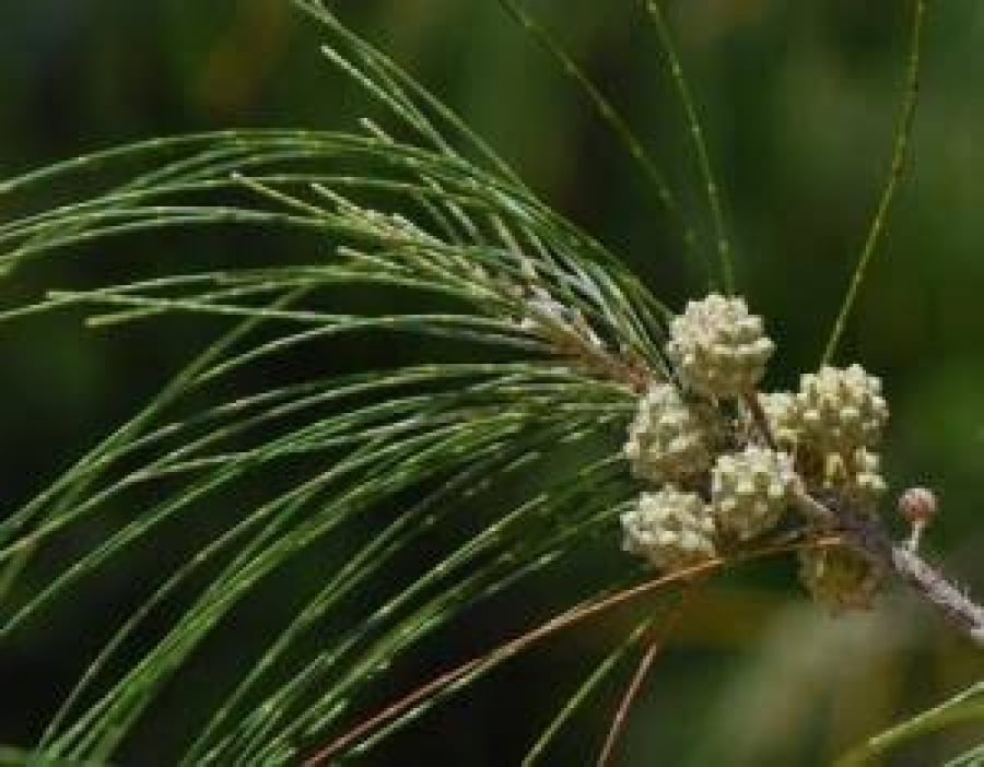 بذور شجرة الأثل الأمريكي (  Casuarina equisetifolia )