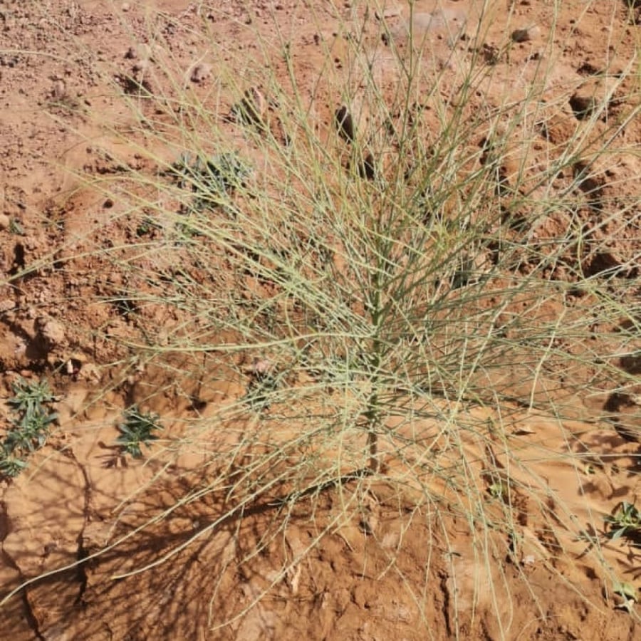 شجيرة اليسر