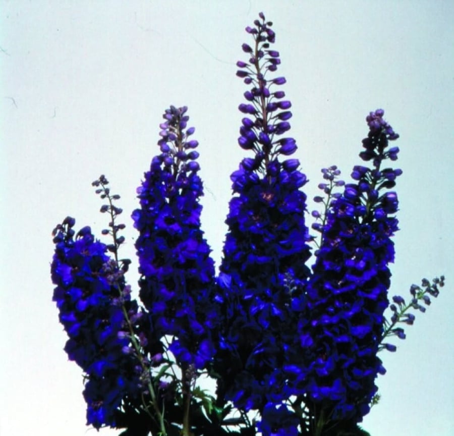 بذور زهرة الدلفينيوم ( العائق ) (Delphinium)